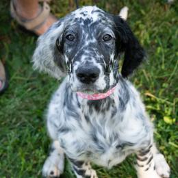 English Setter Puppies from Rivendell English Setters