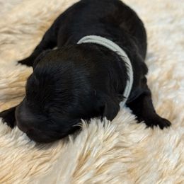 Jack - Black male Havapoo puppy in Olympia, Washington from Che Bella Amore Lagotti