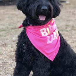 Goldendoodles from Sandy Branch Doodles