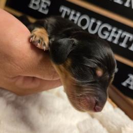 Zero - Black and tan male Dachshund puppy in Upland, California from The Puppy Cottage