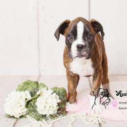Boxer Puppies from Hawk Creek Boxers