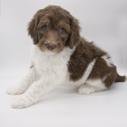Assorted Doodle Crosses, Bernedoodle, Double Doodle, Goldendoodle, Labradoodle, and Whoodle Puppies from Our Little Farm Life Doodles