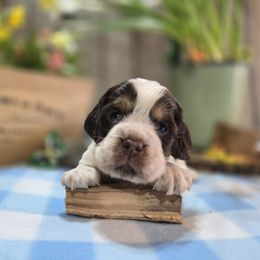 Grasshopper - Liver white and tan English Springer Spaniel puppy in Saginaw, Michigan from Kemerer Springers
