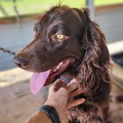 Cricket - Boykin Spaniel
