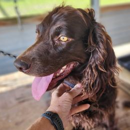 Cricket - Boykin Spaniel