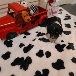 Dachshund Puppies from Belinda's little darlings dachshunds