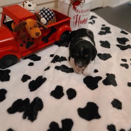 Dachshund Puppies from Belinda's little darlings dachshunds
