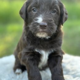 Sofia - Chocolate Goldendoodle puppy in Colorado Springs, Colorado from Shining Star Doodles