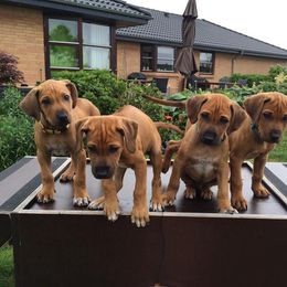 Rhodesian Ridgeback puppies from Koenigplatz Kennel