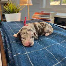 Mr.Tumnus - White and red merle male Bordoodle puppy in Valley Center, California from Circle R Valley Bordoodls