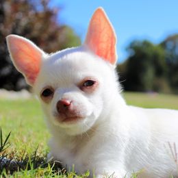 Jack - Cream male Chihuahua puppy in Forsyth, Georgia from Brooks Grove Canines LLC