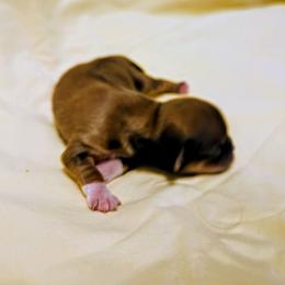 Rowan - Red gold male Lhasa Apso puppy in Hillsboro, Oregon from Luv-N-Laughter Lhasa Apsos