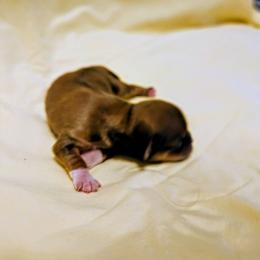 Rowan - Red gold male Lhasa Apso puppy in Hillsboro, Oregon from Luv-N-Laughter Lhasa Apsos