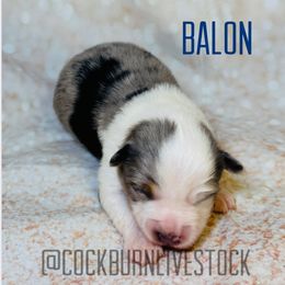 Balon - Blue merle male Toy Australian Shepherd puppy in Gillette, Wyoming from Cockburn’s Toy and Mini Australian Shepherds