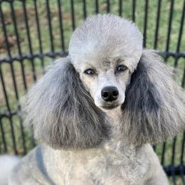 Nuage - Poodle