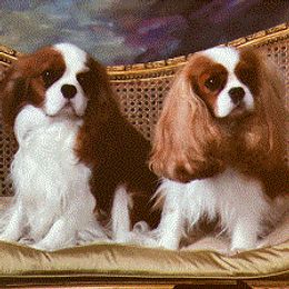 Cavalier King Charles Spaniels from Linrica  Cavaliers