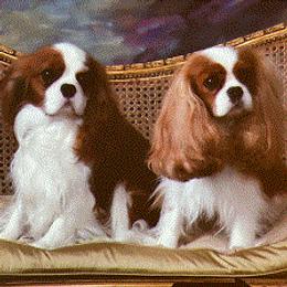 Cavalier King Charles Spaniels from Linrica  Cavaliers