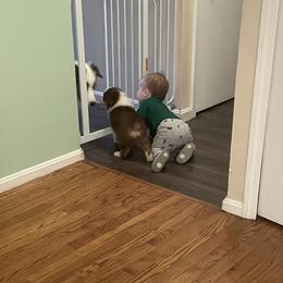 Australian Shepherd Puppies from Bluegrass Australian Shepherds