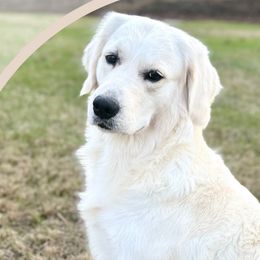 Leia - Golden Retriever