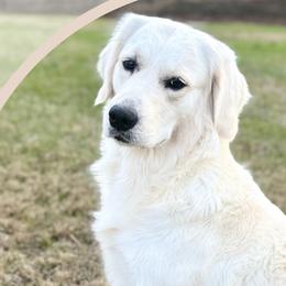 Leia - Golden Retriever