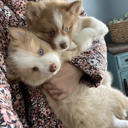 Pomsky puppies from Kristie’s Husky Haven