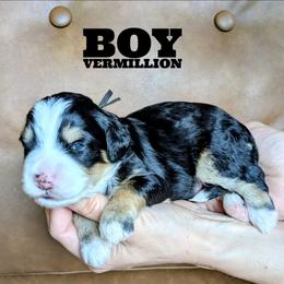 Vermilion - Tri-color male Bernedoodle puppy in Cambridge, Minnesota from Country Meadow Doodles