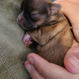 Chihuahua Puppies from Little Amigos