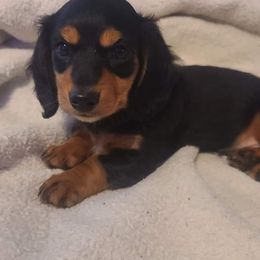 Dachshunds from Amber's Mini Weenies