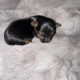 Lilly - Blue and gold female Yorkshire Terrier puppy in Phoenix, Arizona from Yuma Yorkie Co.