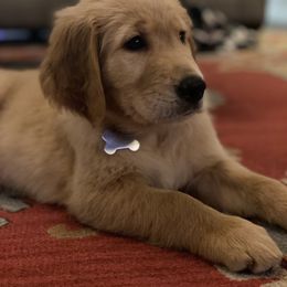 Golden Retriever Puppies from Graceful Goldens