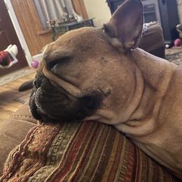 Bitsy - French Bulldog