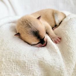 Parsnip - Tri-color female Pomsky puppy in Sand Coulee, Montana from Big Sky Pomskies