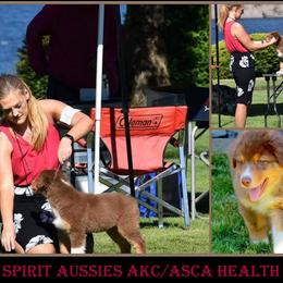 Australian Shepherd Puppies from Great Spirit Aussies