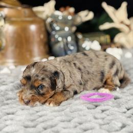 Purple Girl - Merle female Bernedoodle puppy in Waukesha, Wisconsin from Bernedoodle Boutique (and Cavapoos)