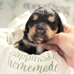 Hendrix - Black and white male Bernedoodle puppy in Phelan, California from PuppyPaws4U