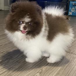 Pomeranian Puppies from Uniquepombabies
