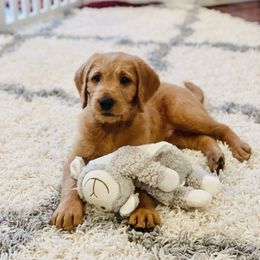 Goldendoodle, Labradoodle, Labrador Retriever, and Poodle Puppies from Katie K9