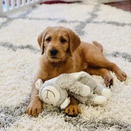 Goldendoodle, Labradoodle, Labrador Retriever, and Poodle Puppies from Katie K9