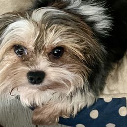 Tasha - Biewer Terrier