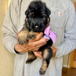 Purple collar girl - Black and red female German Shepherd puppy in Stockton, California from Zaragoza German Shepherds