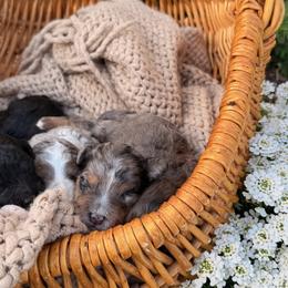 Aussiedoodles, Australian Mountain Doodles, and Double Doodles from Melrose Mountain Farm