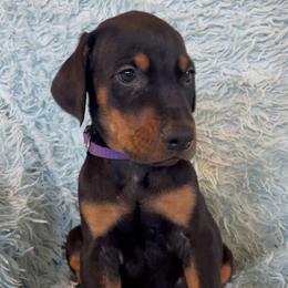 Boy 5 - Black and rust male Doberman Pinscher puppy in Centralia, Missouri from TopSpots Farm