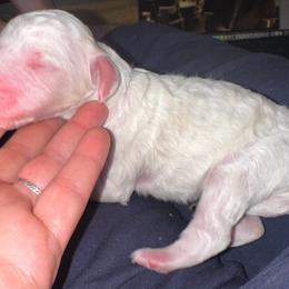 Luke - Cream male Poodle puppy in Prosperity, Pennsylvania from Stelladoodles & Company