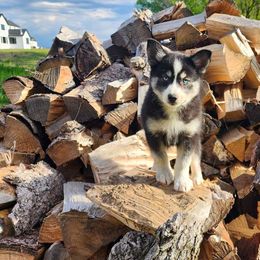 Belly - Black and white Pomsky puppy in Minnesota from Taival Puppies