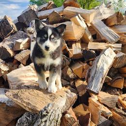 Belly - Black and white Pomsky puppy in Minnesota from Taival Puppies