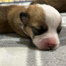 Girl 1 - Red and white female American Corgi puppy in Cocoa, Florida from Cascadian Space Coast Corgis LLC