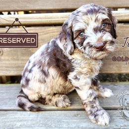 Aussiedoodle, Goldendoodle, and Poodle Puppies from Hilltop Cuddle Pups