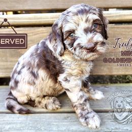 Aussiedoodle, Goldendoodle, and Poodle Puppies from Hilltop Cuddle Pups