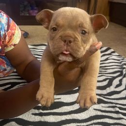 Yorkshire Terrier puppies from Simplyyorkies