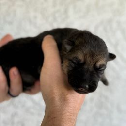 Sage - Black and tan German Shepherd puppy in Peoria, Arizona from Sunrise Shepherds